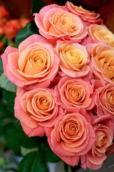 Roses.Close pink satu sama lain. Kuning tengah — Stok Foto
