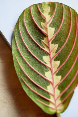 Makroda kırmızı damarlı yaprak. Arka plan. Yakından