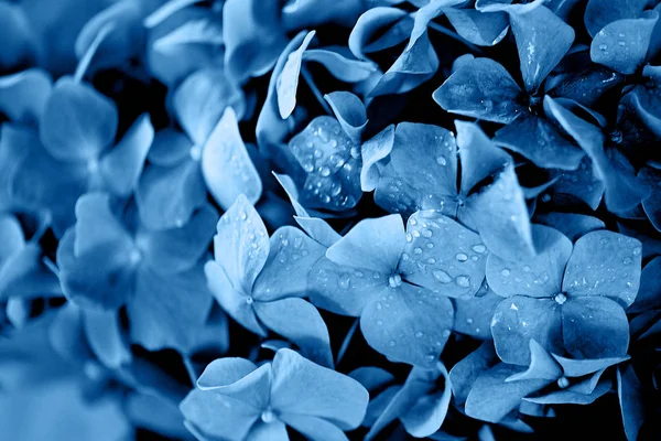 Blaue Hortensie texture.wallpaper für Ihren Desktop. mit Wassertropfen, Tau. klassisch blau. der Trend 2020. — Stockfoto