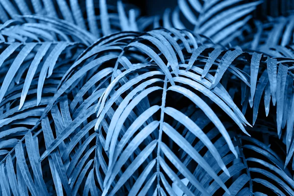 Textura de hojas de palma.Pintado en púrpura y naranja, azul clásico. Tendencia 2020 . —  Fotos de Stock