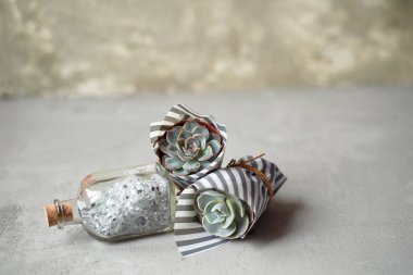 Gri bir arka planda sulu. Minimalizm ve kapalı alandaki bitkilerin eğilimi..