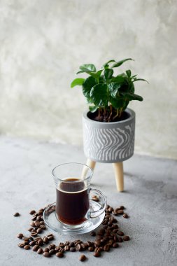 Bir fincan kahve, kahve çekirdeği ve kahve ağacı. Gri bir beton zeminde. Kahvenin kökeni..