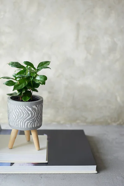 Decorare il posto di lavoro con piante in vaso. Concrete, loft style.Coffee albero . — Foto Stock