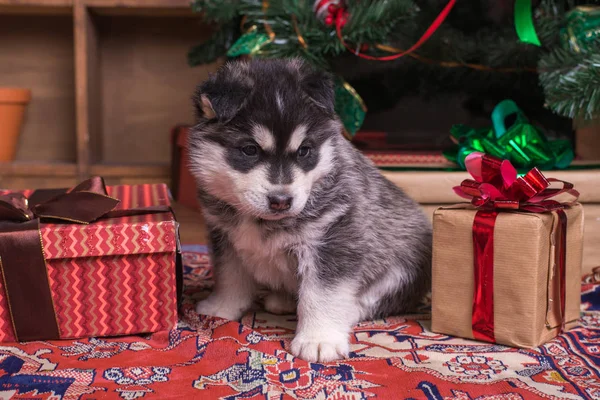 可爱的小狗的西伯利亚哈士奇犬坐在靠近圣诞树圣诞礼物之一。圣诞节概念. — 图库照片