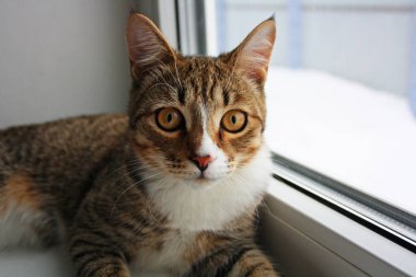 Pencerenin yanındaki pencere pervazındaki kediyi kapat