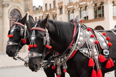 Tarihi şehrin ana meydanında güzel bir tatil cephanesinde atlar. Polonya 'nın Krakow kentindeki kilise yakınlarındaki turistler için geleneksel taşıma aracı.