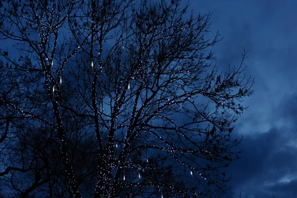 Winterurlaubsnacht im Freien mit verzweigtem Baum beleuchtet mit glänzenden Weihnachtslichtern auf dunkelblauem Himmel. — Stockfoto