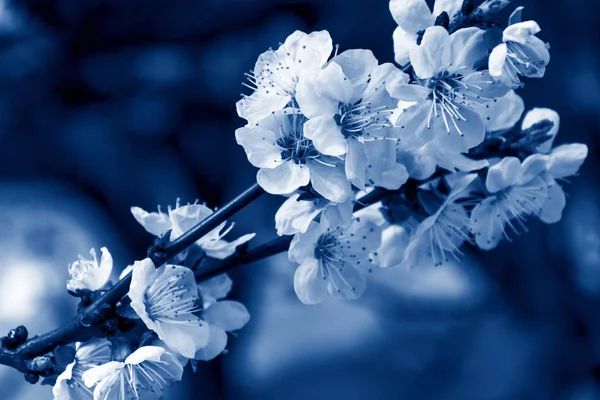 Ramo d'albero fiorito in un classico colore blu. Albero dei fiori  . — Foto Stock