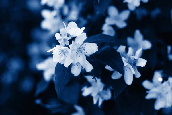 Jasmim arbusto de flores em uma cor azul clássico moderno de 2020 ano closeup . — Fotografia de Stock