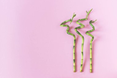 Pembe arka planda yatmakta olan üç bambu dalı. Bambu bitkileriyle ekoloji doğal arka planı.
