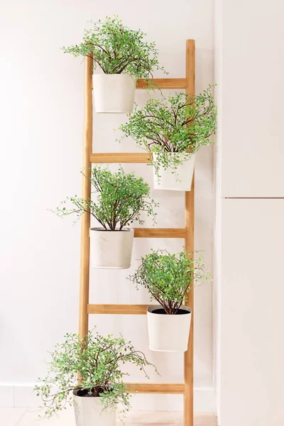 Plantes vertes dans des pots de fleurs décorant l'intérieur. Concept de jardinage à domicile . — Photo