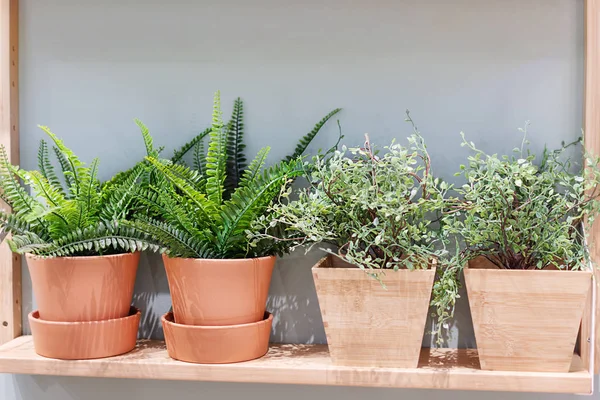 Plantas verdes en macetas decorando el interior. Hogar concepto de jardinería . — Foto de Stock