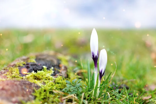 Crochi Bianchi Primaverili Mattino Presto All Aperto Fiori Primavera Con — Foto Stock