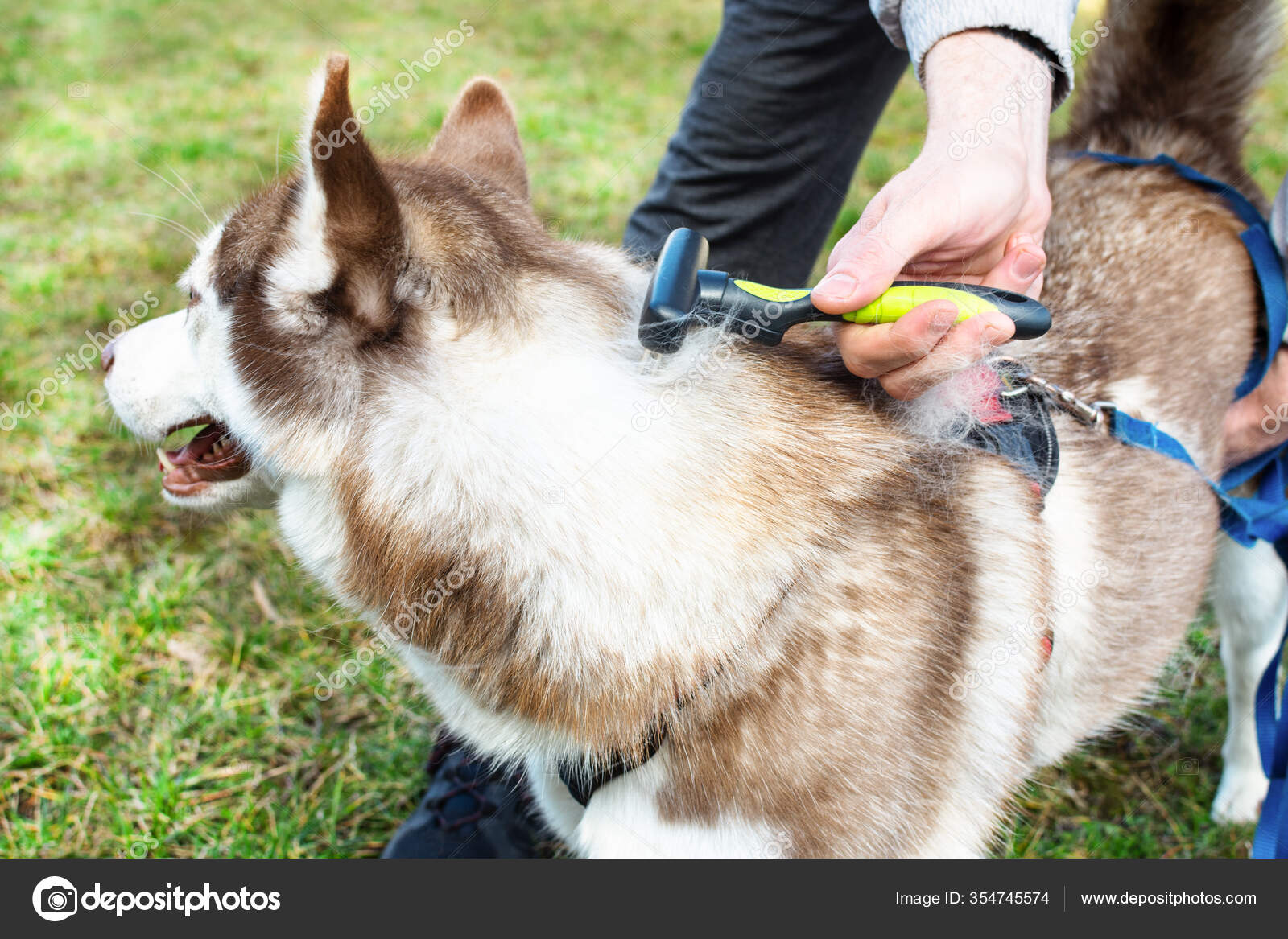 How Do They Groom A Husky