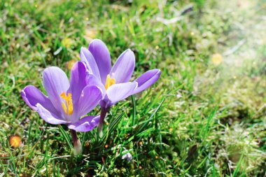 Sabahın erken saatlerinde açık havada mor bahar timsahları. Çimenlerdeki bahar çiçekleri hafif bokeh ile. Bahar çiçekleri arka planı.