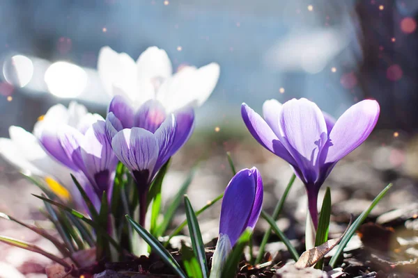 Crocus Primavera Multicolore Nella Mattina Presto All Aperto Fiori Primaverili — Foto Stock