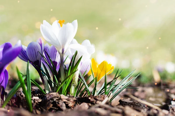 Sabahın Erken Saatlerinde Çok Renkli Ilkbahar Timsahları Çimenlerdeki Bahar Çiçekleri — Stok fotoğraf