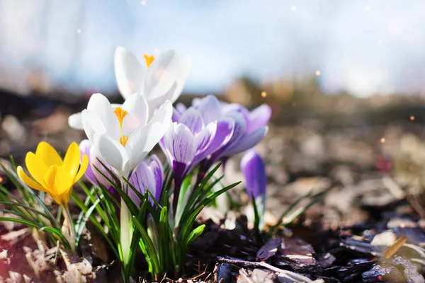 Crocus Primavera Multicolore Nella Mattina Presto All Aperto Fiori Primaverili — Foto Stock