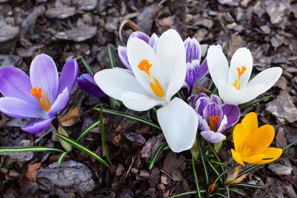 Crocus Primavera Multicolore Nella Mattina Presto All Aperto Fiori Primaverili — Foto Stock