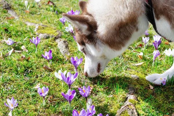 Siberiano Husky Perro Olfatea Primavera Crocuses Aire Libre Parque Primavera — Foto de Stock