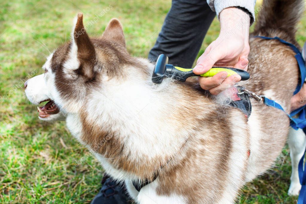 Grooming undercoat of Siberian husky dog outdoor. Season molting pet concept.