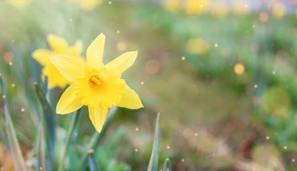Sarı Nergisler Sabah Güneşinde Çiçek Açar Bahar Arkaplanı Çiçek Manzarası — Stok fotoğraf