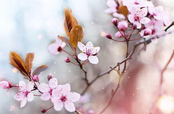 Дивовижна Вишня Цвіте Розмитому Фоні Природи Весняне Квітуче Дерево Весняний — стокове фото
