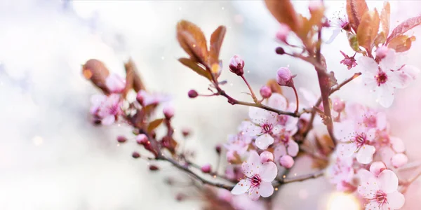 Verbazingwekkende Kersenbloesems Wazig Natuur Achtergrond Voorjaarsboom Voorjaar Achtergrond Met Heldere — Stockfoto