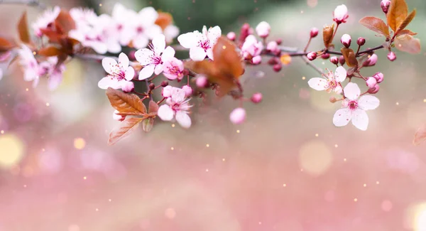 Incredibili Fiori Ciliegio Sfondo Natura Sfocata Albero Fiorito Primaverile Fondo — Foto Stock