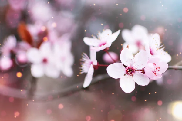 Incríveis Flores Cereja Sobre Fundo Natureza Turva Árvore Florescente Primavera — Fotografia de Stock