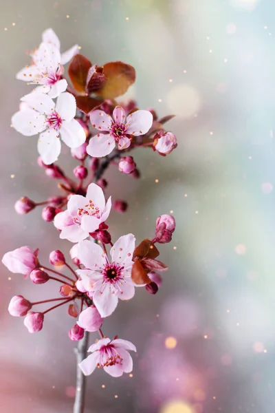 Verbazingwekkende Kersenbloesems Wazig Natuur Achtergrond Voorjaarsboom Voorjaar Achtergrond Met Heldere — Stockfoto