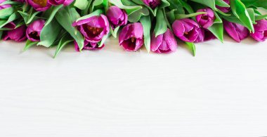 Beyaz ahşap arka plan manzaralı bahar mor laleleri. Bahar arka planı. Tatil tebrik kartı. Boşluğu kopyala.