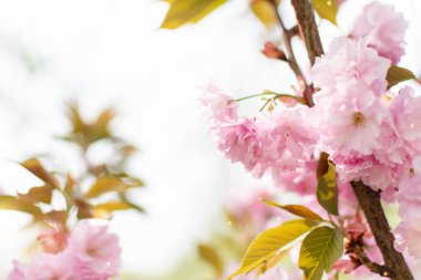 Pembe Japon kiraz çiçekleri ağacının arka planında. İlkbahar arkaplanı.