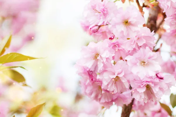 Pozadí Jarních Růžových Japonských Třešňových Květů Jarní Pozadí — Stock fotografie