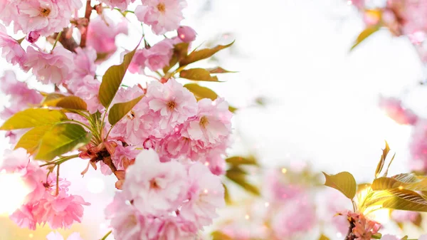 Pozadí Jarních Růžových Japonských Třešňových Květů Jarní Pozadí — Stock fotografie