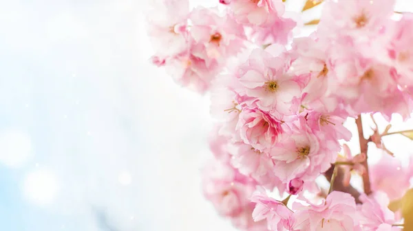 Achtergrond Van Lente Roze Japanse Kers Bloesems Boom Voorjaarsachtergrond — Stockfoto