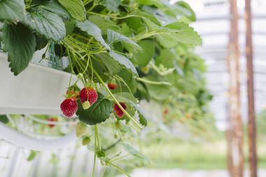 Strawberries soilless cultivation clipart
