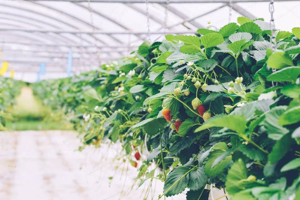 Strawberries soilless cultivation — Stock Photo, Image