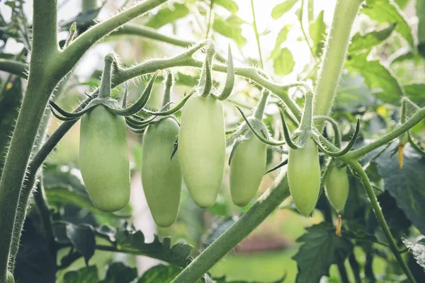 익 산 마 르 자 노 토마토 스톡 이미지