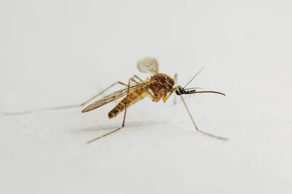 Mosquito close-up — Stockfoto