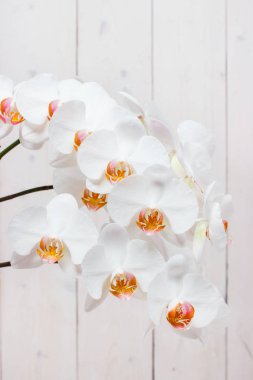Phalaenopsis beyaz ışık
