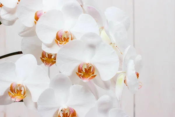 Phalaenopsis bílá na světle — Stock fotografie