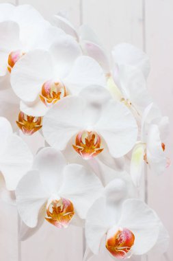 Phalaenopsis beyaz ışık