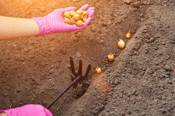 Ruční vysazování cibule do země. Jarní zahradničení. Zahradní nářadí a sazenice na zemi. Jaro v zahradě. Cibulová plantáž v zahradě. — Stock fotografie