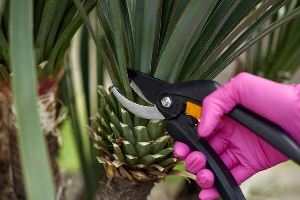 Yucca. Shearing a yucca in the garden with pruners. The gardener creates a yucca design. Work in the garden.