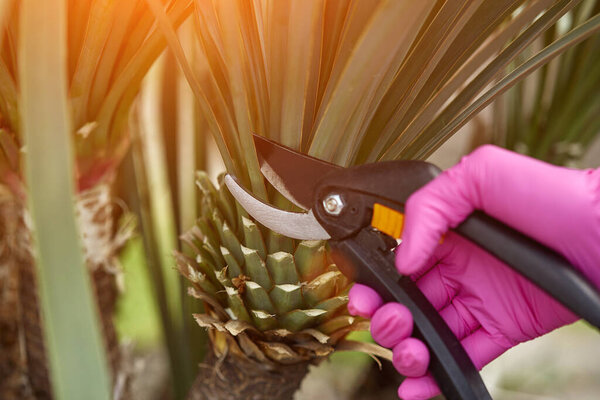 Yucca. Shearing a yucca in the garden with pruners. The gardener creates a yucca design. Work in the garden.