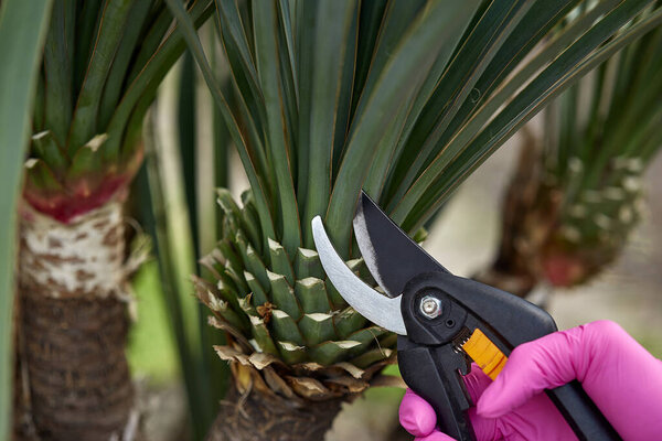 Yucca. Shearing a yucca in the garden with pruners. The gardener creates a yucca design. Work in the garden.