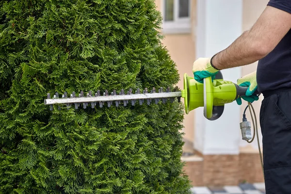 Work in the garden. The gardener is cutting plants. Hedge trimmer works. Hedge trimmer in action. Home and garden concept. Work with a topiary.