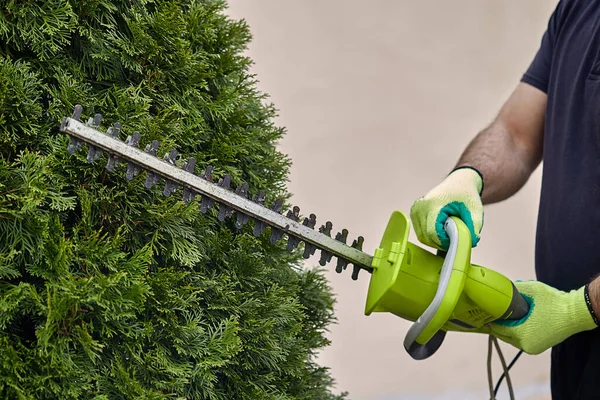 Work in the garden. The gardener is cutting plants. Hedge trimmer works. Hedge trimmer in action. Home and garden concept. Work with a topiary.
