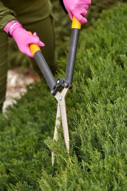 Bahçede çalışmak için. Bahçede çim biçme, bahçe makası. Bahçıvan bir çit tasarımı yapar. Budama bitkileri.